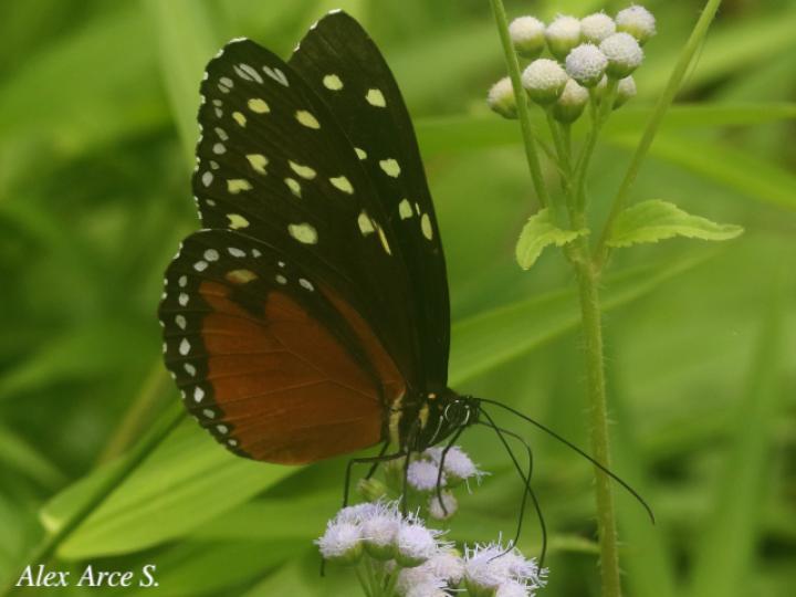 Tithorea tarricina pinthias