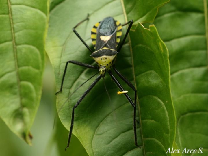 Zelus armillatus