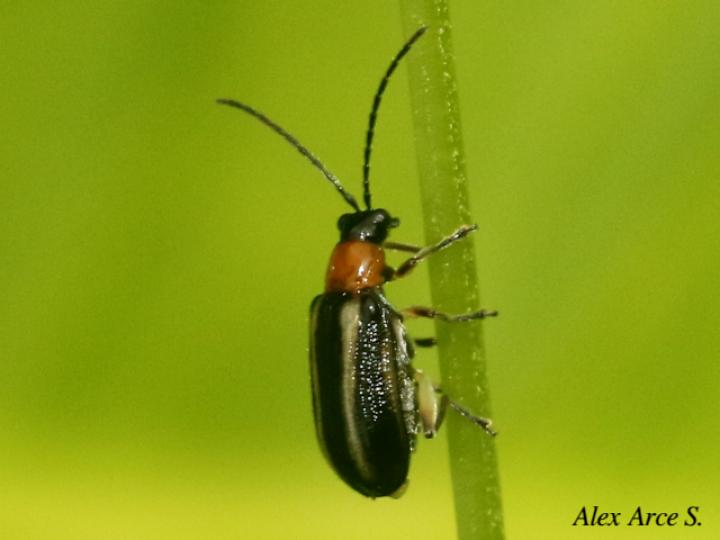 Acalymma trivittatum