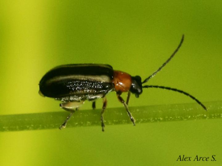 Acalymma trivittatum