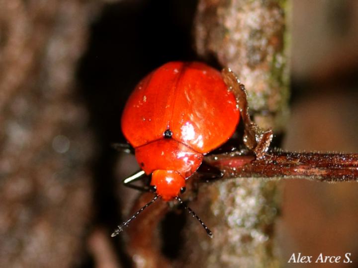 Aegithus meridionalis (Escarabajo de hongos