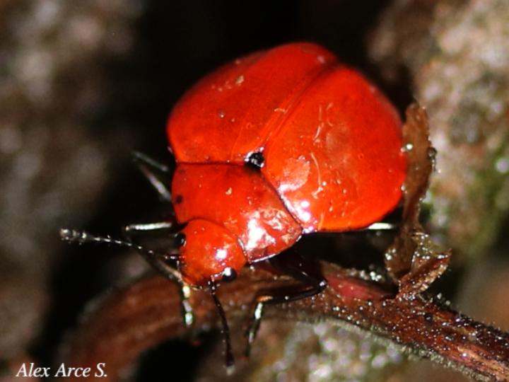 Aegithus meridionalis (Escarabajo de hongos