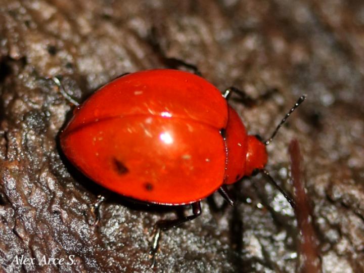 Aegithus meridionalis (Escarabajo de hongos