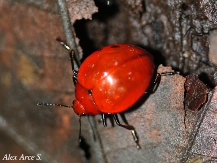 Aegithus meridionalis (Escarabajo de hongos