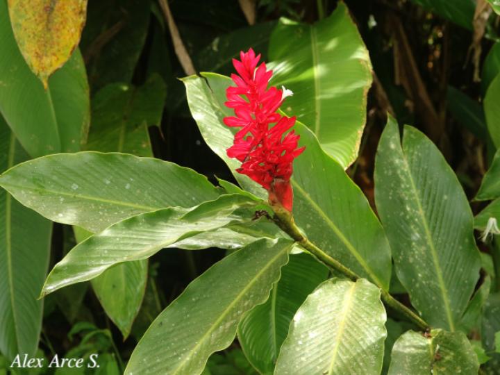 Alpinia purpurata (Ginger)