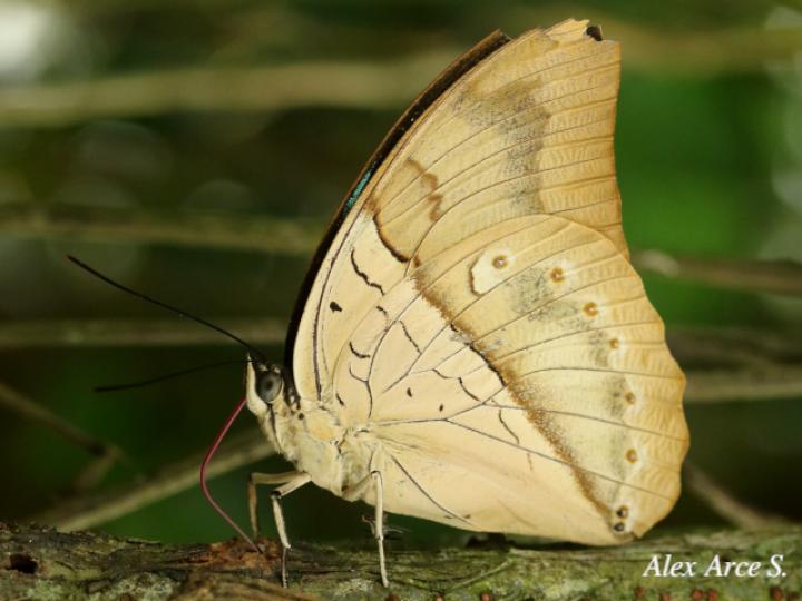 Archaeoprepona amphimachus