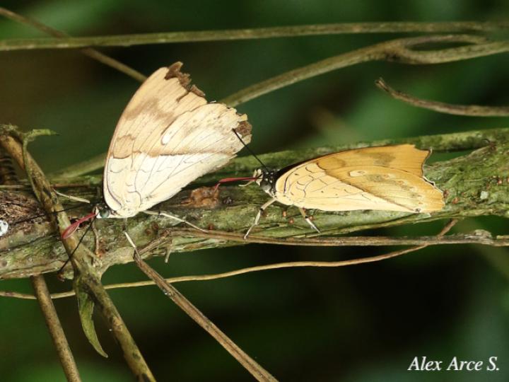 Archaeoprepona amphimachus