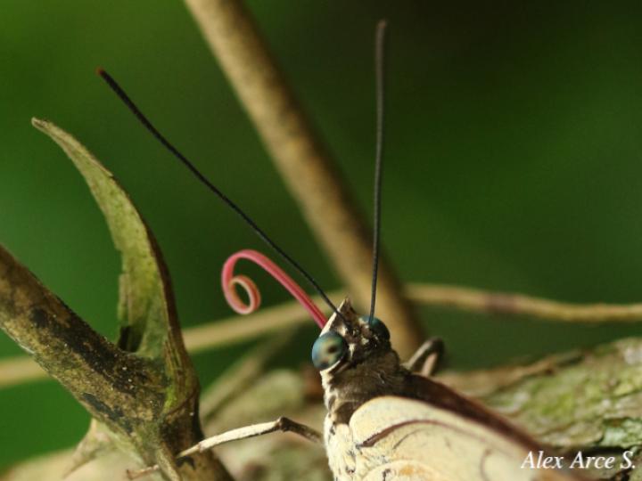 Archaeoprepona amphimachus