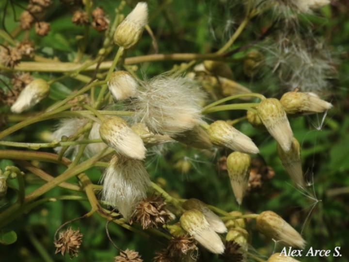 Baccharis pedunculata