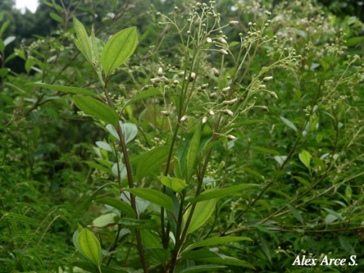 Baccharis pedunculata
