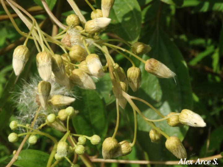 Baccharis pedunculata