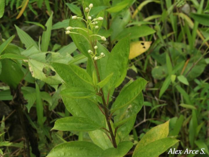 Baccharis pedunculata