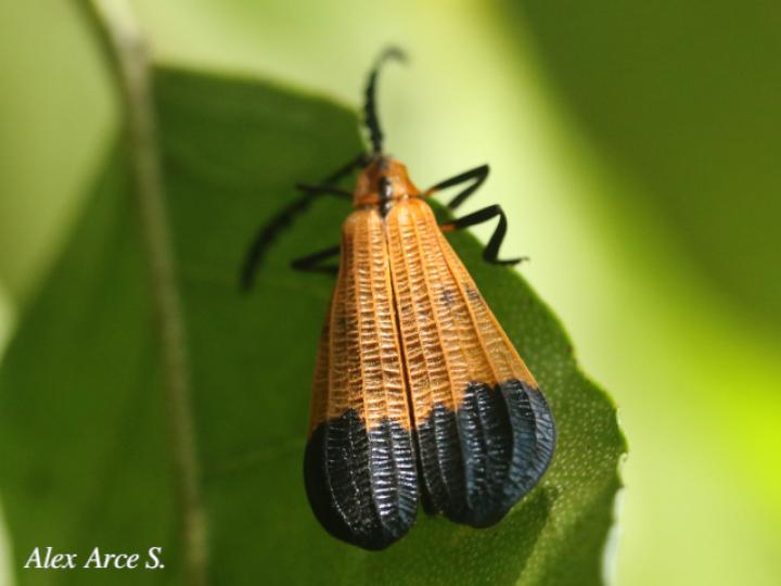 Caenia sinuata