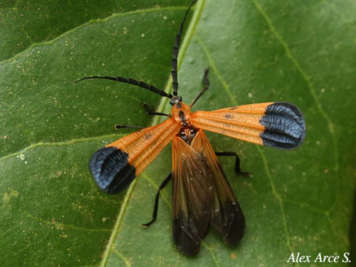 Caenia sinuata