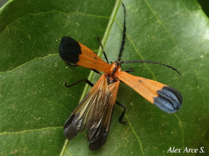 Caenia sinuata