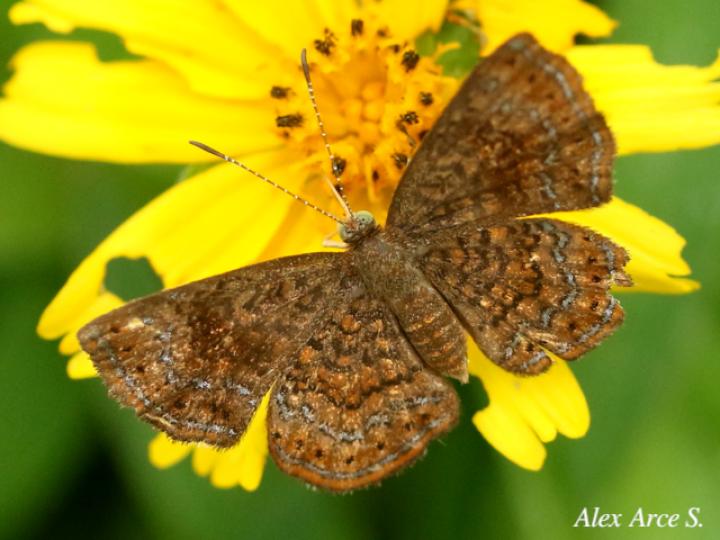 Calephelis perditalis