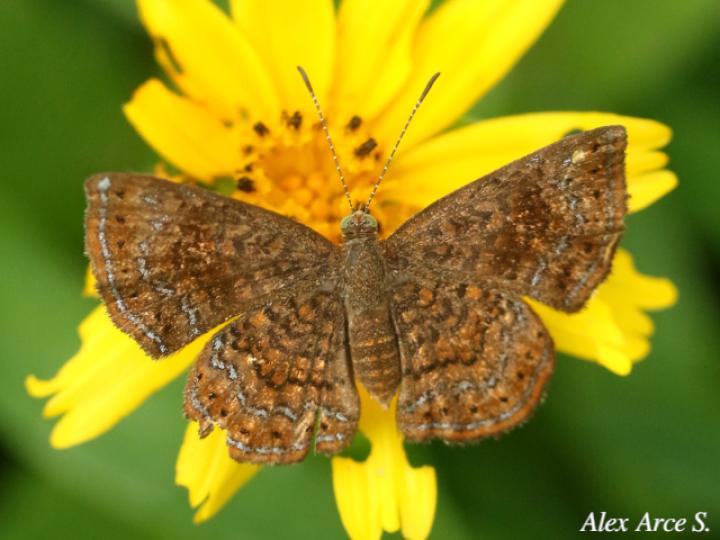 Calephelis perditalis