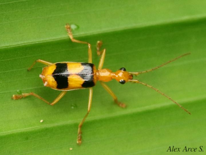 Calophaena ligata