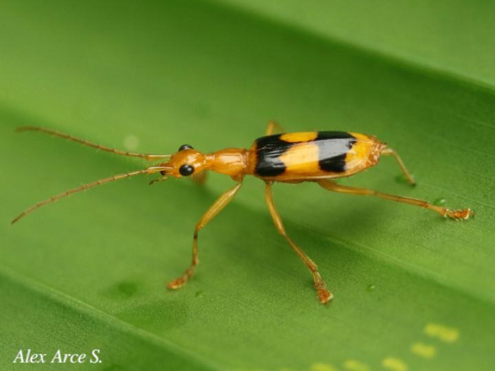 Calophaena ligata