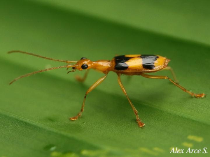 Calophaena ligata
