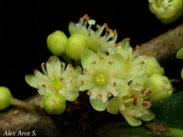 Casearia sylvestris (Huesillo)