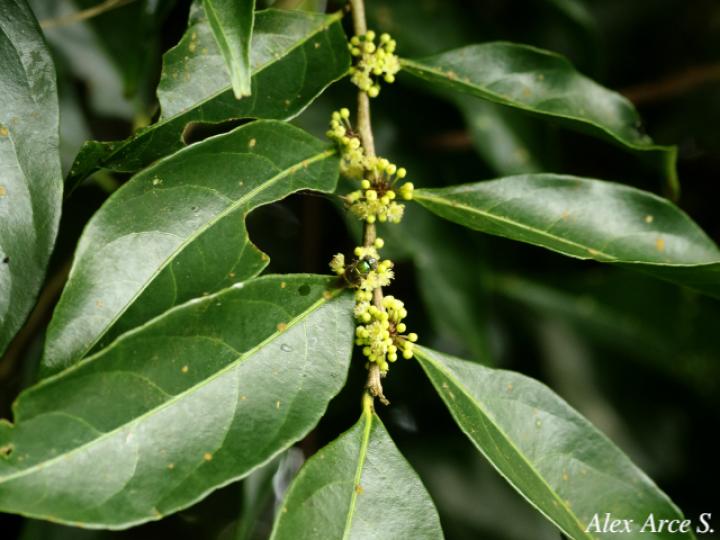 Casearia sylvestris (Huesillo)