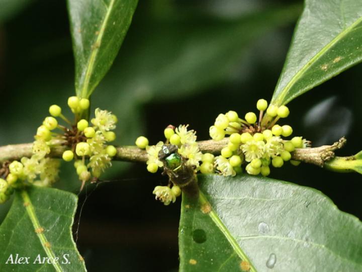 Casearia sylvestris (Huesillo)