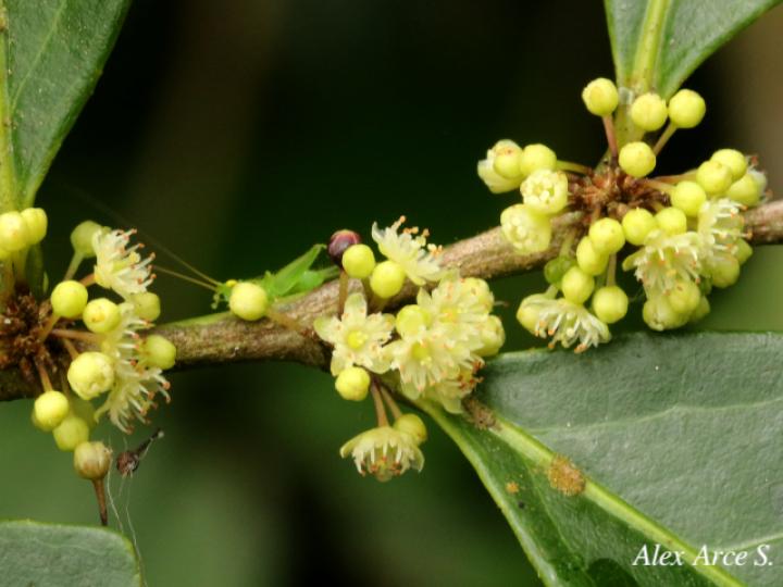 Casearia sylvestris (Huesillo)