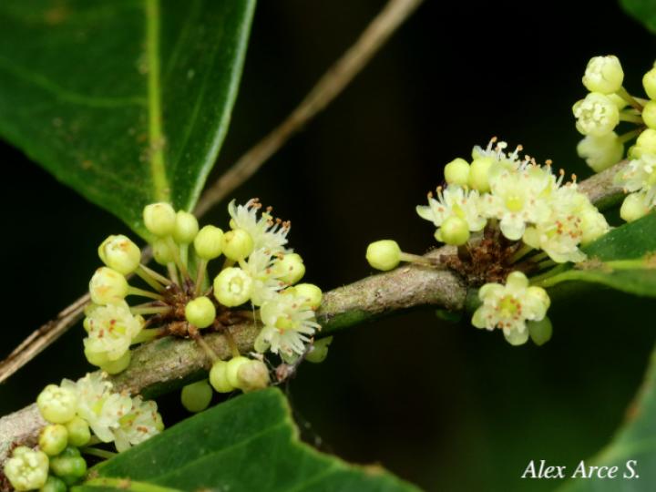 Casearia sylvestris (Huesillo)