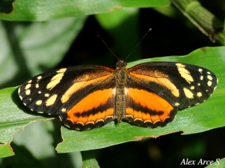 Castilia eranites