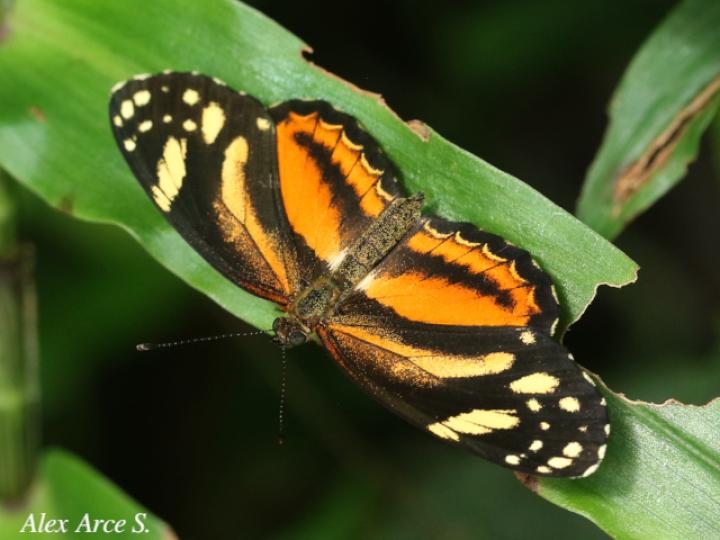 Castilia eranites