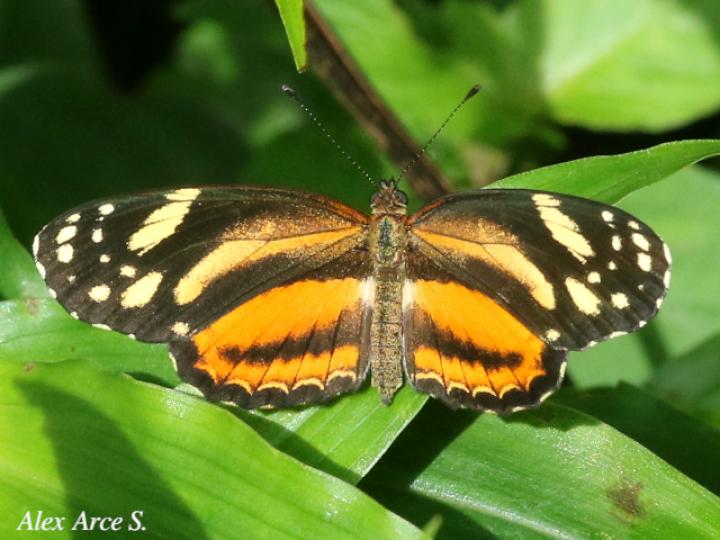 Castilia eranites
