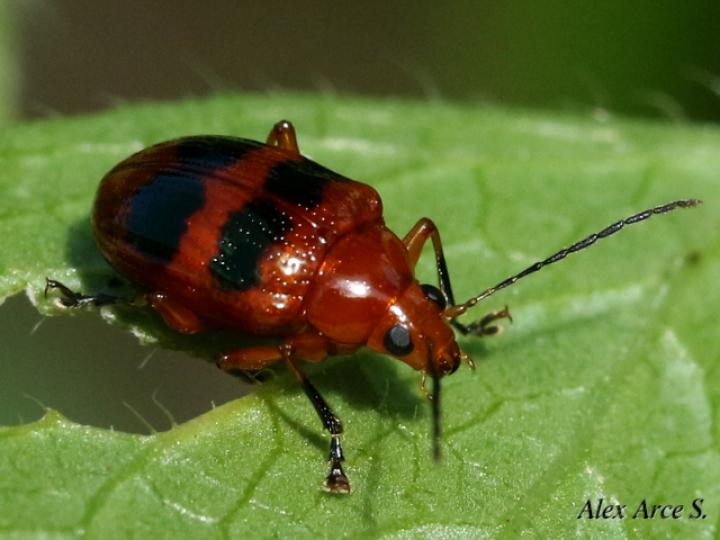 Chalcophana mutabilis