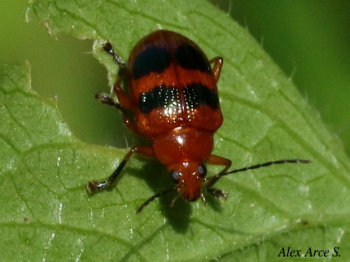 Chalcophana mutabilis