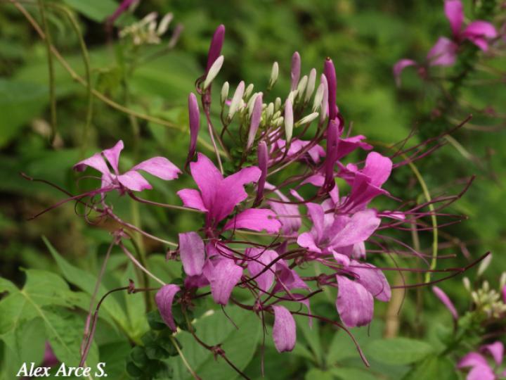 Cleome speciosa (Alelí, Pata de gallo)