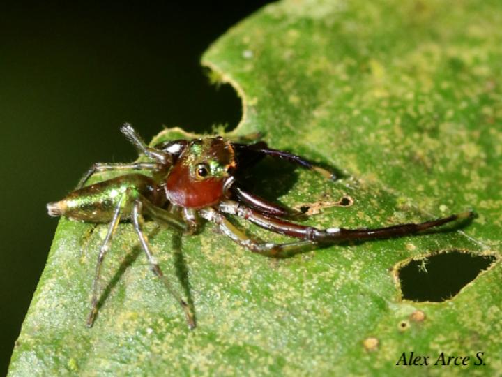 Cobanus mandibularis
