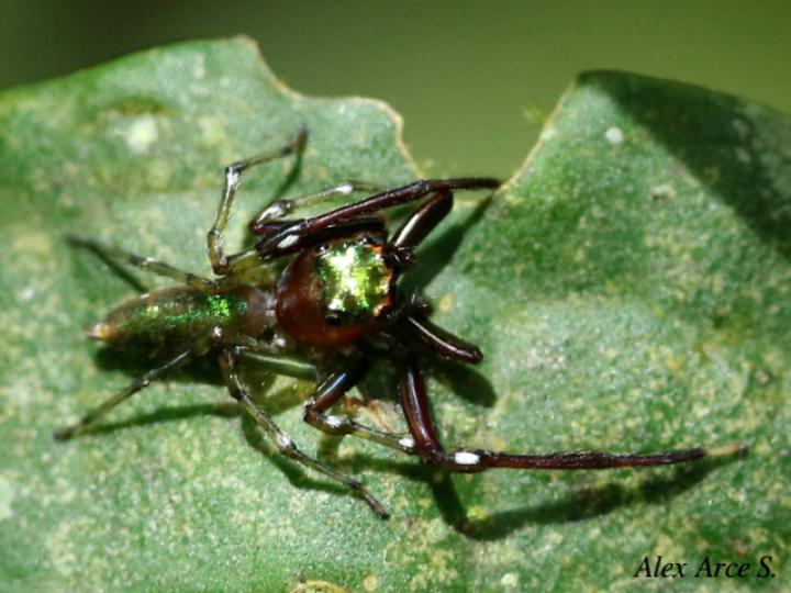 Cobanus mandibularis