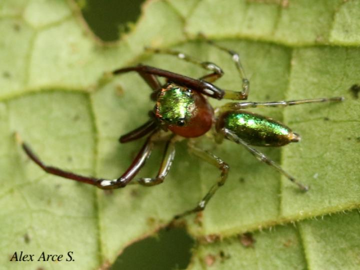 Cobanus mandibularis