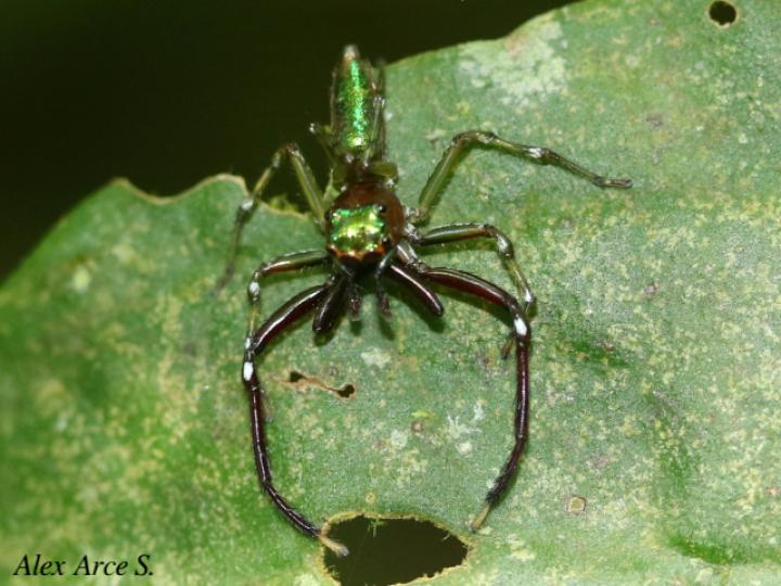 Cobanus mandibularis