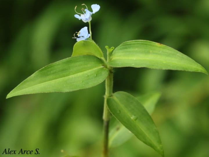 Commelina diffusa (Hierba del pollo)