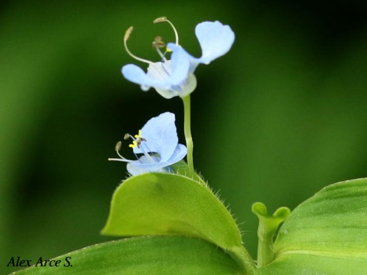 Commelina diffusa (Hierba del pollo)