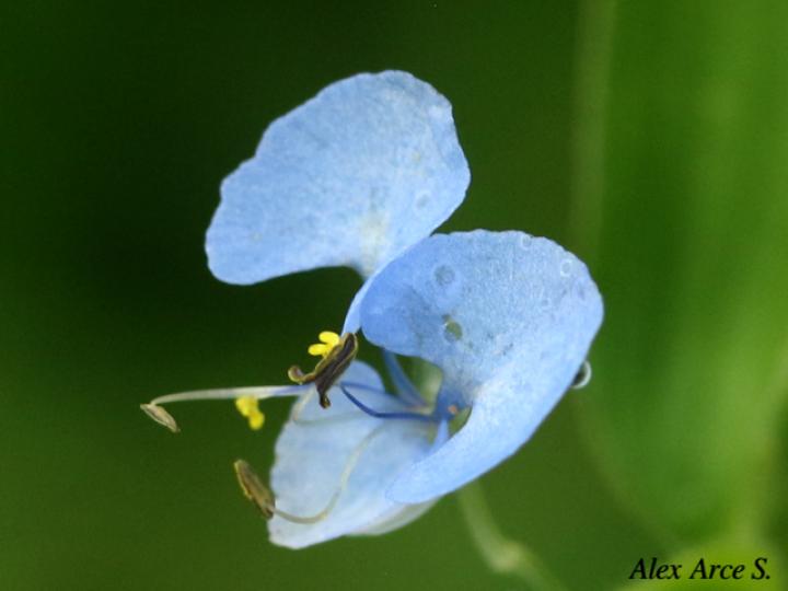 Commelina diffusa (Hierba del pollo)