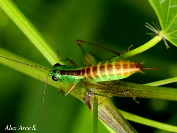 Conocephalus angustifrons