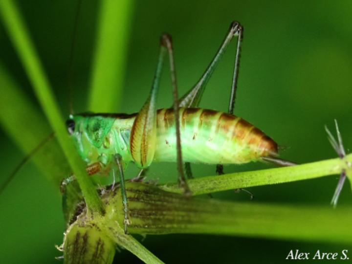 Conocephalus angustifrons