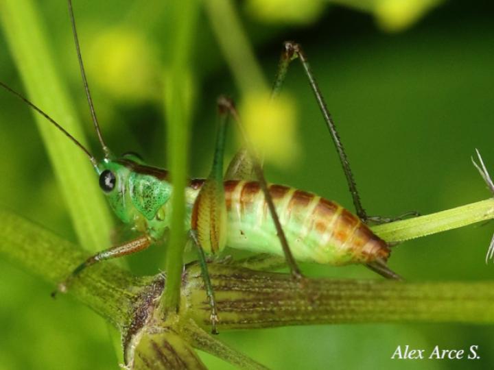 Conocephalus angustifrons