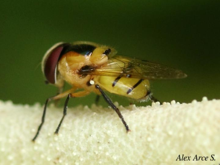 Copestylum vagum