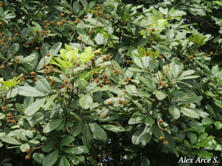 Cupania rufescens (Guavillo)
