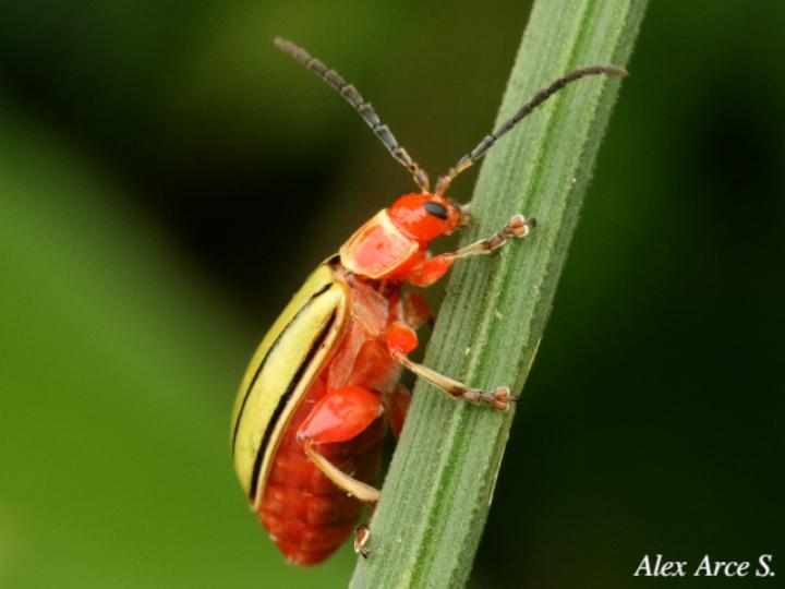 Disonycha quinquelineata