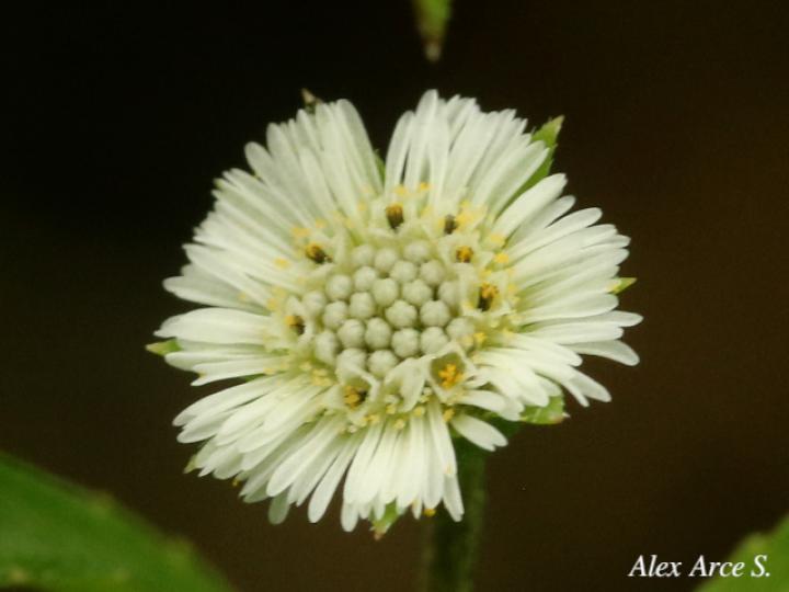 Eclipta prostrata