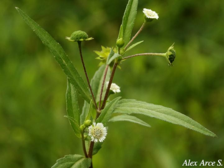 Eclipta prostrata